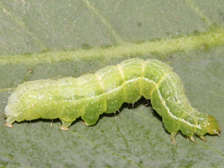 Cornutiplusia circumflexa