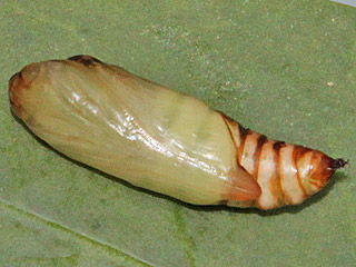 Cornutiplusia circumflexa