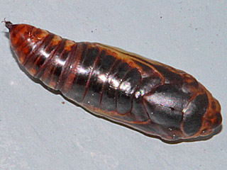 Cornutiplusia circumflexa