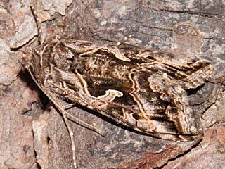 Cornutiplusia circumflexa