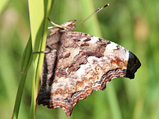 Nymphalis vaualbum  Compton Tortoiseshell