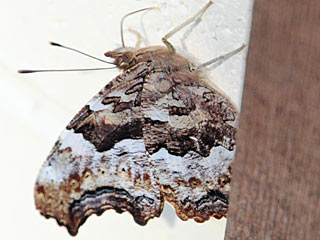 Nymphalis vaualbum  Compton Tortoiseshell