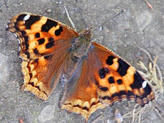 Nymphalis vaualbum  Compton Tortoiseshell