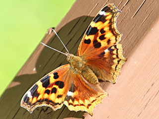 Nymphalis vaualbum  Compton Tortoiseshell