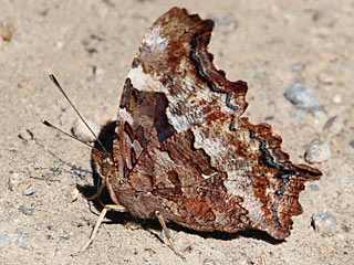 Nymphalis vaualbum  Compton Tortoiseshell