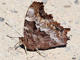 Nymphalis vaualbum  Compton Tortoiseshell