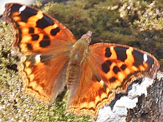 Nymphalis vaualbum  Compton Tortoiseshell