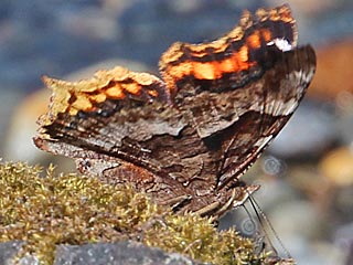 Nymphalis vaualbum  Compton Tortoiseshell