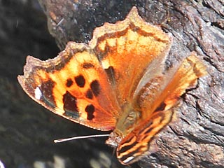 Nymphalis vaualbum  Compton Tortoiseshell