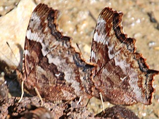 Nymphalis vaualbum  Compton Tortoiseshell