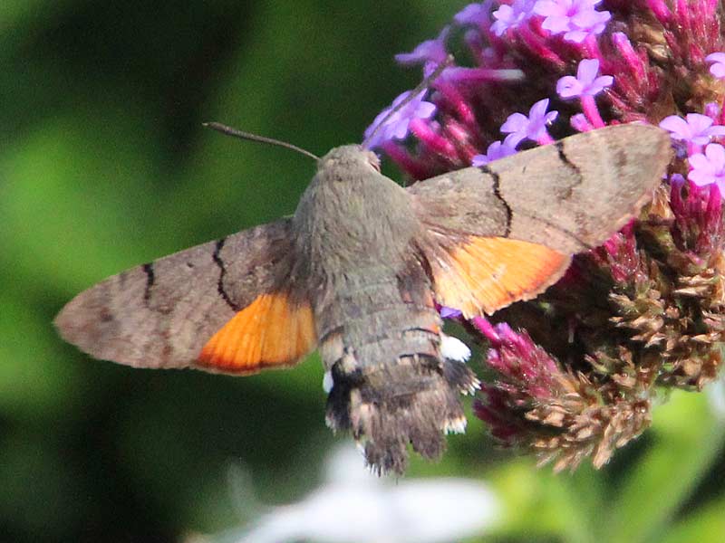 Taubenschwänzchen Kolibri-Schwärmer Macroglossum stellatarum Humming-bird Hawk-moth