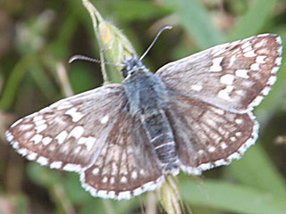 Pyrgus sidae  Yellow-banded Skipper