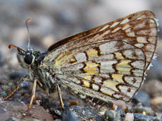 Pyrgus sidae  Yellow-banded Skipper