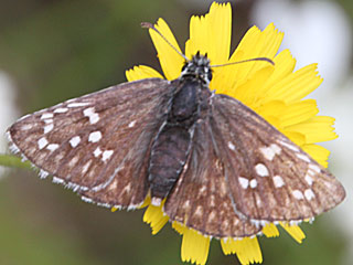 Pyrgus sidae  Yellow-banded Skipper