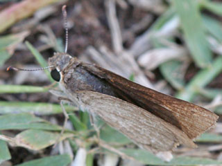Gegenes pumilio  Gegenes nostrodamus  Pigmy Skipper  Mediterranean Skipper