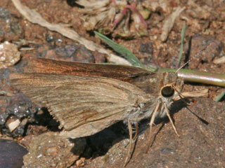Gegenes pumilio  Gegenes nostrodamus  Pigmy Skipper  Mediterranean Skipper
