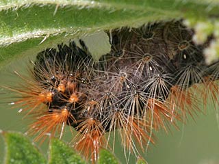 Goldhaar-Rindeneule  Acronicta auricoma  Scarce Dagger