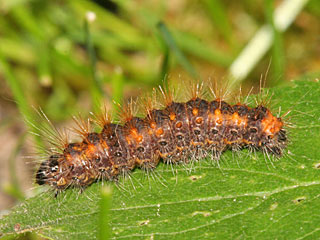 Goldhaar-Rindeneule  Acronicta auricoma  Scarce Dagger