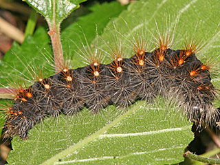 Goldhaar-Rindeneule  Acronicta auricoma  Scarce Dagger