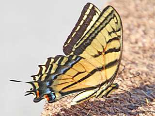 Papilio multicaudata  multicaudatus  Two-tailed swallowtail