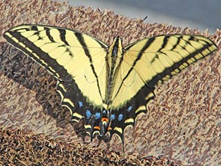 Papilio multicaudata  multicaudatus  Two-tailed swallowtail