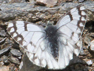 Alpen-Weiling Pontia callidice Peak White