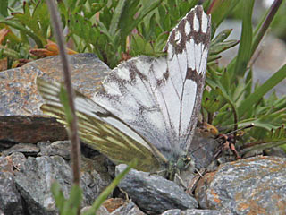 Alpen-Weiling Pontia callidice Peak White