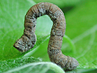 Peribatodes rhomboidaria  Rauten-Baumspanner  Willow Beauty