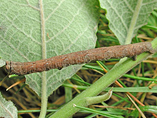 Peribatodes rhomboidaria  Rauten-Baumspanner  Willow Beauty