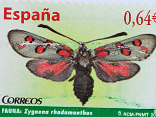Zygaena rhadamanthus
