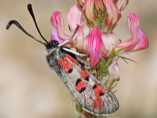 Zygaena rhadamanthus
