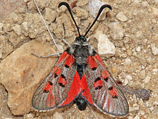 Zygaena rhadamanthus
