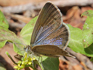 Zizeeria knysna African Grass Blue