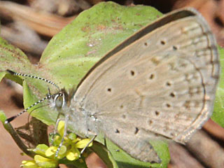 Zizeeria knysna African Grass Blue
