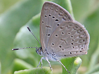 Zizeeria knysna African Grass Blue