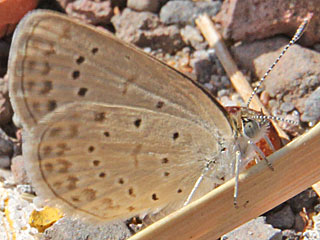 Zizeeria knysna African Grass Blue