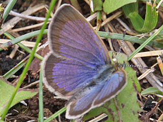 Zizeeria knysna African Grass Blue