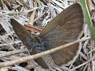Zizeeria knysna African Grass Blue