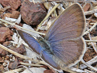 Zizeeria knysna African Grass Blue