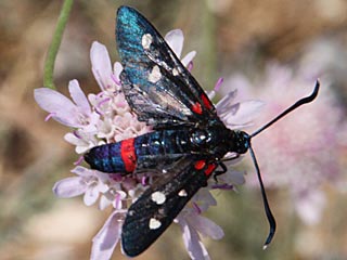 Vernderliches Widderchen Zygaena ephialtes Blutstrpfchen