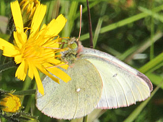 Hochmoor-Gelbling Colias palaeno Moorland Clouded Yellow