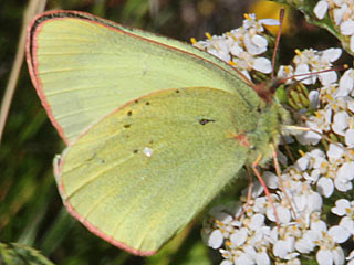 Hochmoor-Gelbling Colias palaeno Moorland Clouded Yellow