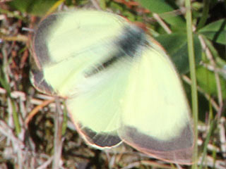 Hochmoor-Gelbling Colias palaeno Moorland Clouded Yellow