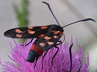 Vernderliches Widderchen Zygaena ephialtes Blutstrpfchen