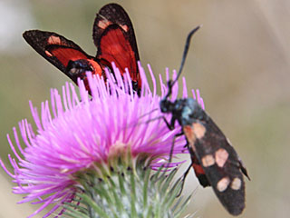 Vernderliches Widderchen Zygaena ephialtes Blutstrpfchen