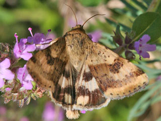 Karden-Sonneneule Heliothis viriplaca Marbled Clover