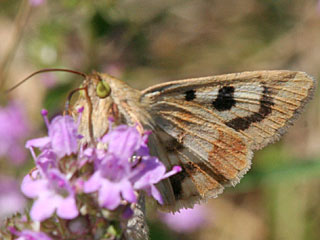 Karden-Sonneneule Heliothis viriplaca Marbled Clover