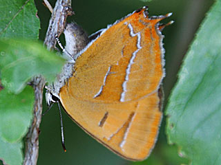 Thecla betulae Nierenfleck - Zipfelfalter (=Birkenzipfelf.) Speziell: Winterliche Eiersuche, um den Schmetterling leicht nachzuweisen.