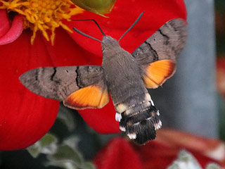 Kolibri - Schwärmer, Taubenschwänzchen, Macroglossum stellatarum, Humming-bird Hawk-moth (12707 Byte)
