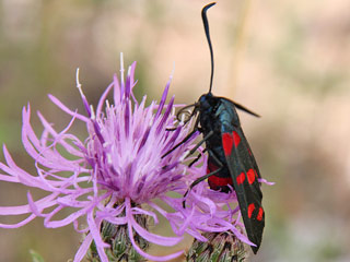 Vernderliches Widderchen Zygaena ephialtes